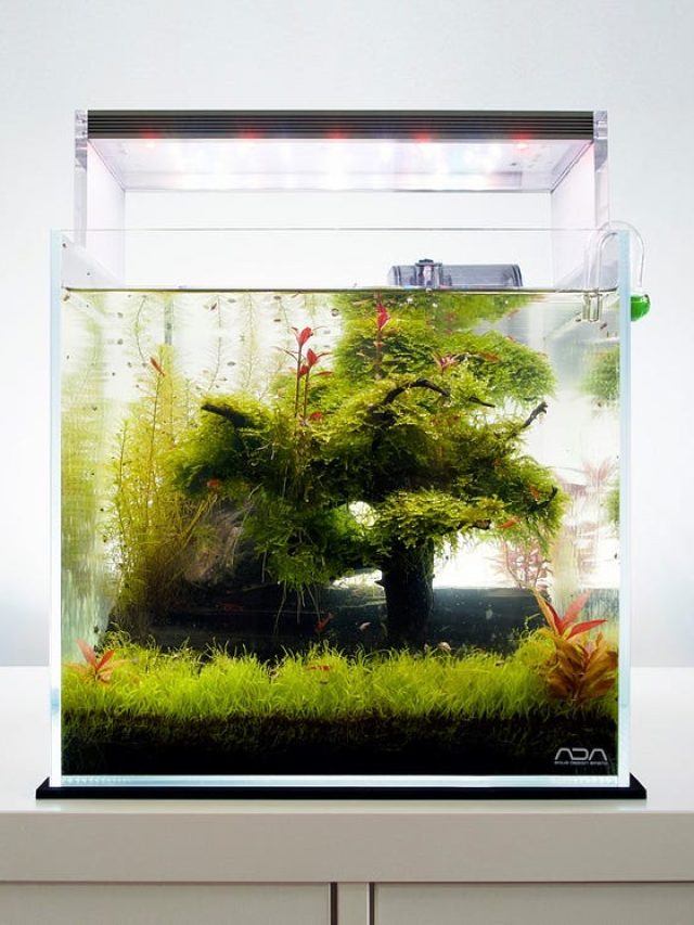 Aquascaping: 10 Essential Tips for Beginners