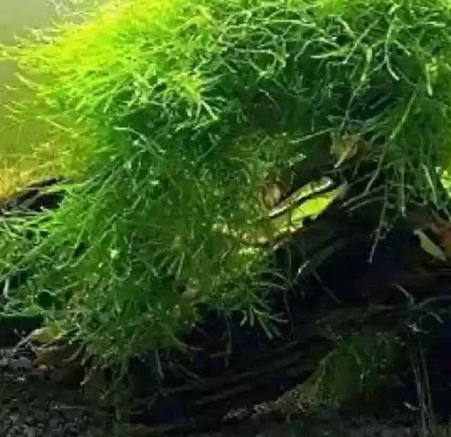 java-moss-aquarium-live-plant-for-planted-aquarium-loose-bunch-original-imagyszduhbr53my