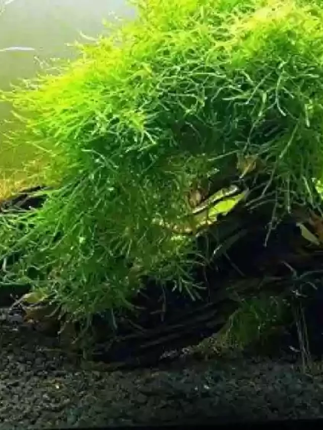 A Guide to Keeping and Growing Aquatic Moss