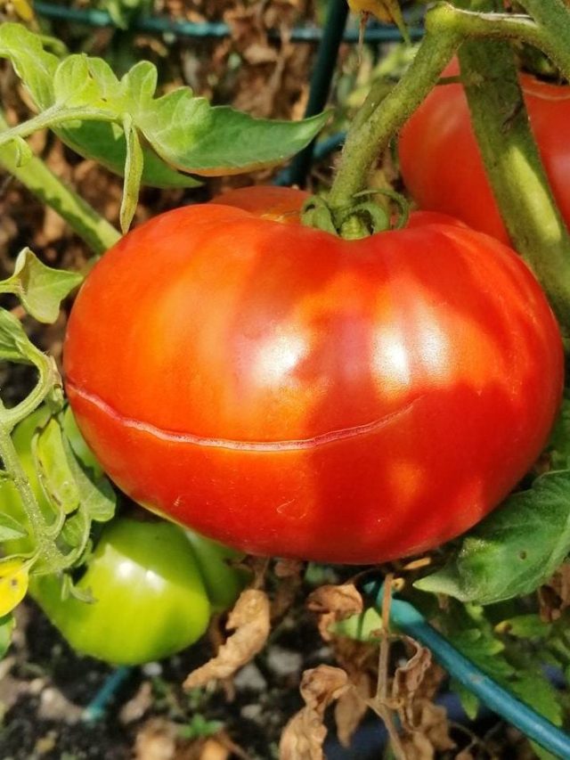 Are Cracked Tomatoes Still Edible?